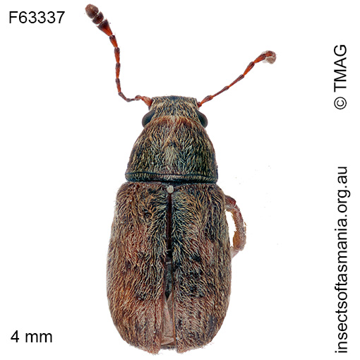 Erichsonocis-ECZ-sp-08 Erichsonocis ECZ sp 08