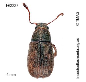 Erichsonocis ECZ sp 08
