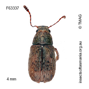Erichsonocis ECZ sp 08