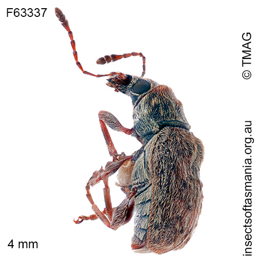 Erichsonocis-ECZ-sp-08_a Erichsonocis ECZ sp 08