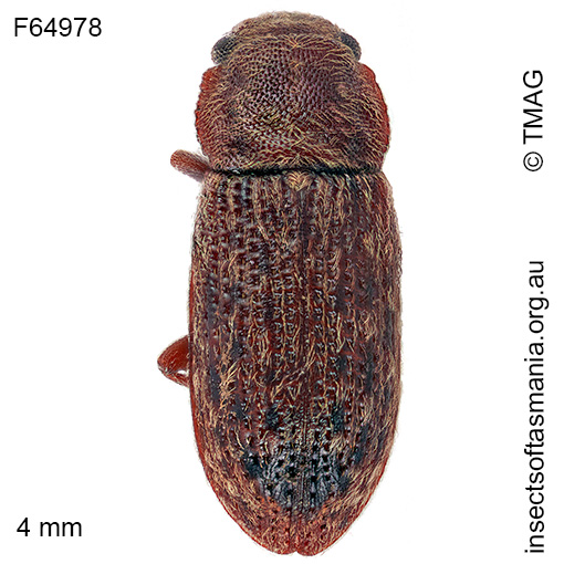 Ericmodes australis