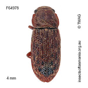 Ericmodes australis