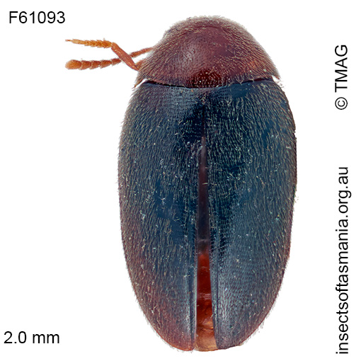 Eucinetus-bicolorellus Eucinetus bicolorellus
