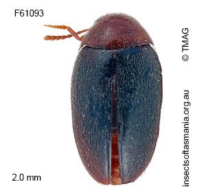 Eucinetus bicolorellus