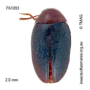 Eucinetus bicolorellus