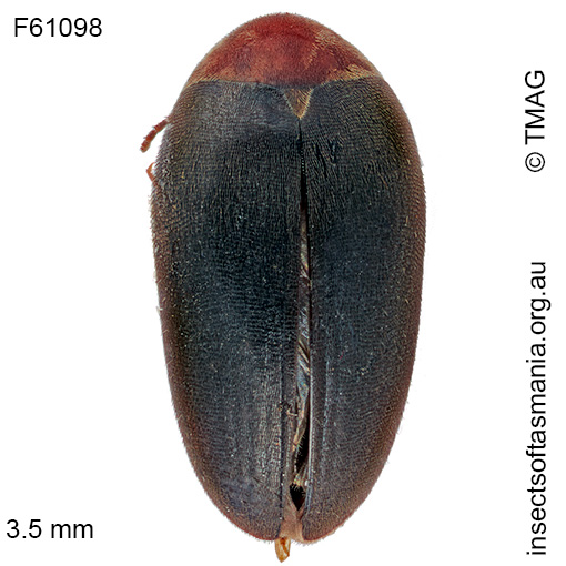 Eucinetus similis