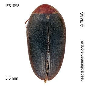 Eucinetus similis