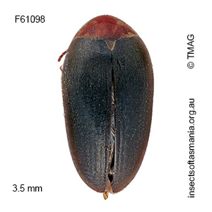 Eucinetus similis