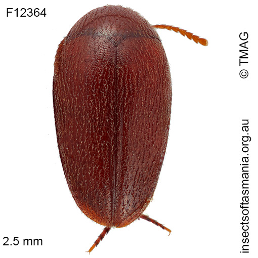 Eucinetus tasmaniae
