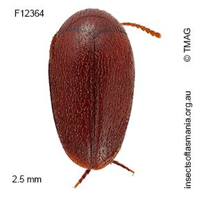 Eucinetus tasmaniae