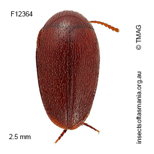 Eucinetus tasmaniae