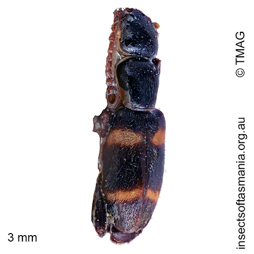 Floydwernerius-australis Floydwernerius australis