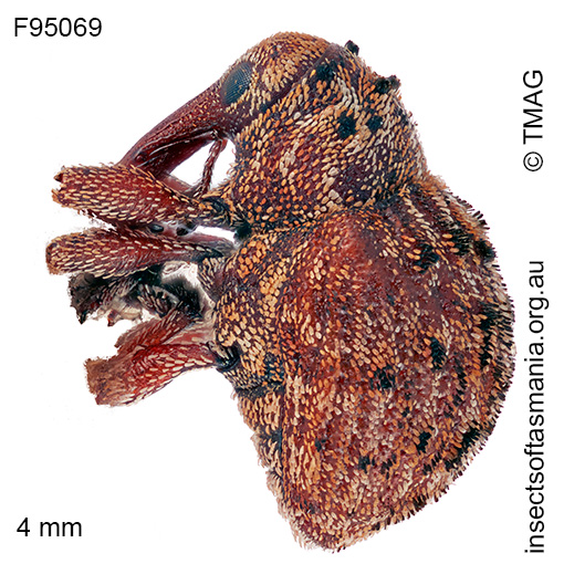 Haplonyx-casuarinae Haplonyx casuarinae