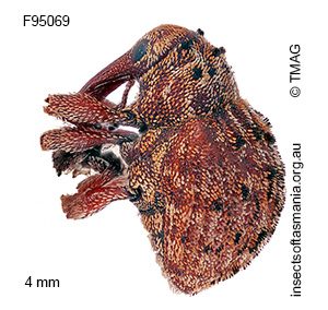 Haplonyx casuarinae