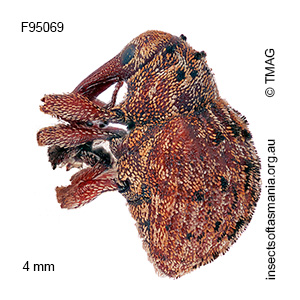 Haplonyx casuarinae