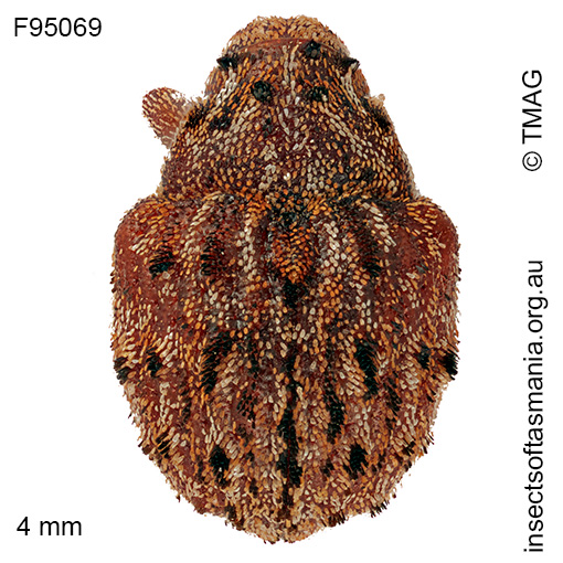 Haplonyx-casuarinae_a Haplonyx casuarinae