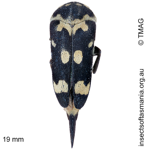 Hoshihananomia leucosticta