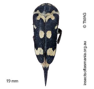 Hoshihananomia leucosticta