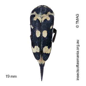 Hoshihananomia leucosticta