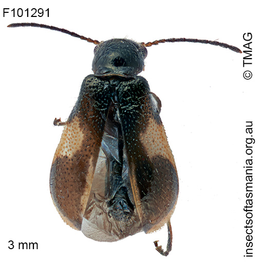 Hypattalus-exilis Hypattalus exilis