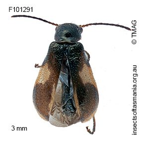 Hypattalus exilis