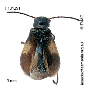 Hypattalus exilis