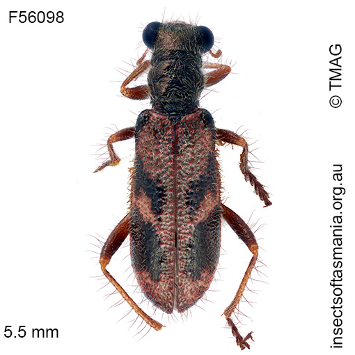Lemidia nigrovaria