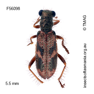 Lemidia nigrovaria