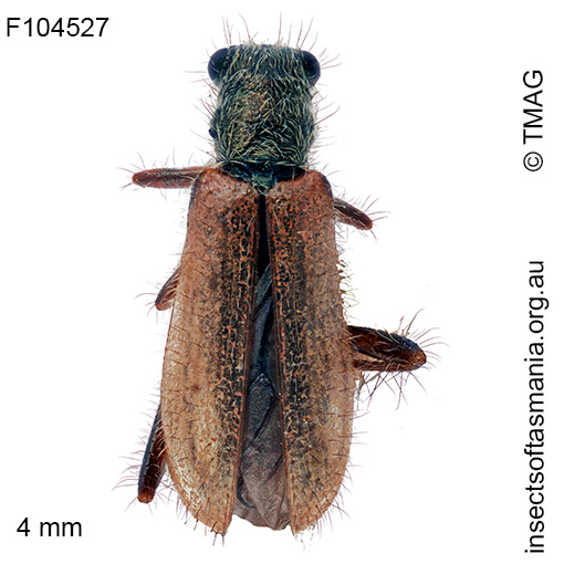 Lemidia pallidipennis