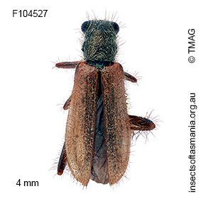 Lemidia pallidipennis