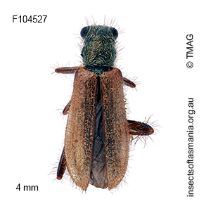 Lemidia pallidipennis