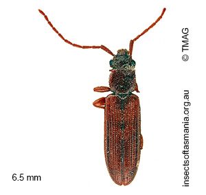 Macrohyliota australis