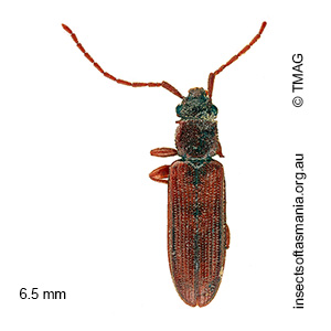 Macrohyliota australis