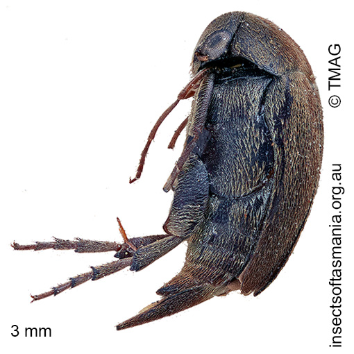 Mordella baldiensis