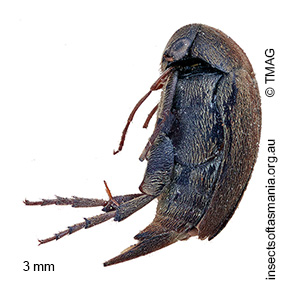 Mordella baldiensis