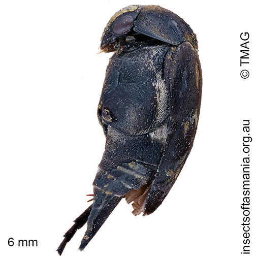 Mordella-communis Mordella communis