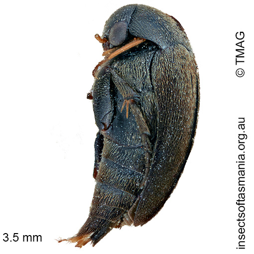Mordella pygmaea