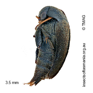 Mordella pygmaea