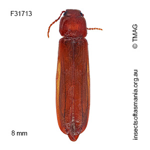 Mystes planatus