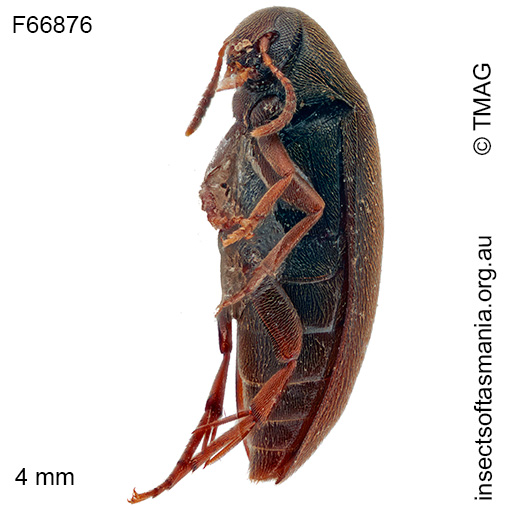 Orchesia austrina