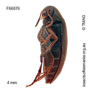 Orchesia austrina