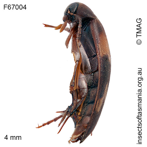 Orchesia eucalypti