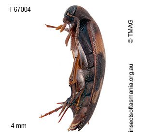 Orchesia eucalypti