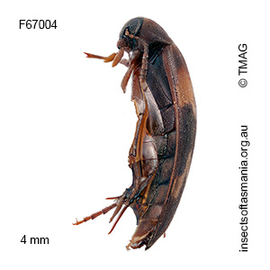 Orchesia eucalypti