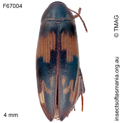 Orchesia eucalypti