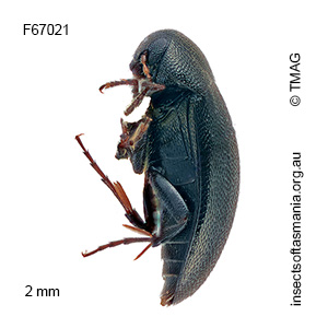 Orchesia minuta