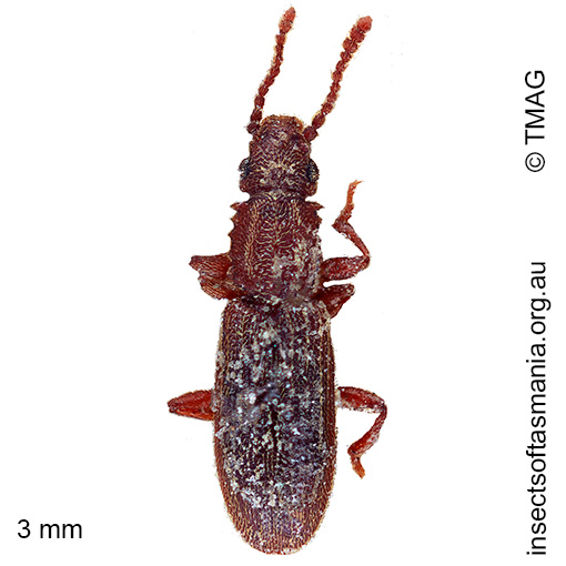Oryzaephilus surinamensis