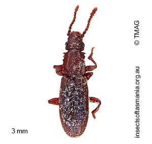 Oryzaephilus surinamensis