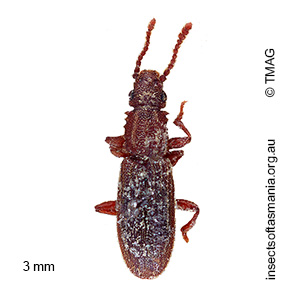 Oryzaephilus surinamensis