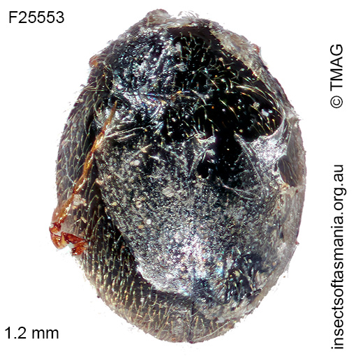Parastethorus histrio